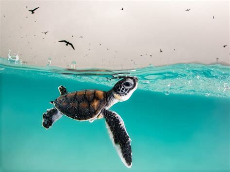 Color Art & Collectibles Photography Sea Turtle Photo Print Underwater Photography. Sea Turtle ...