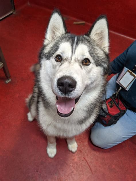 Mako - Large Male Alaskan Malamute x Siberian Husky Mix Dog in VIC ...