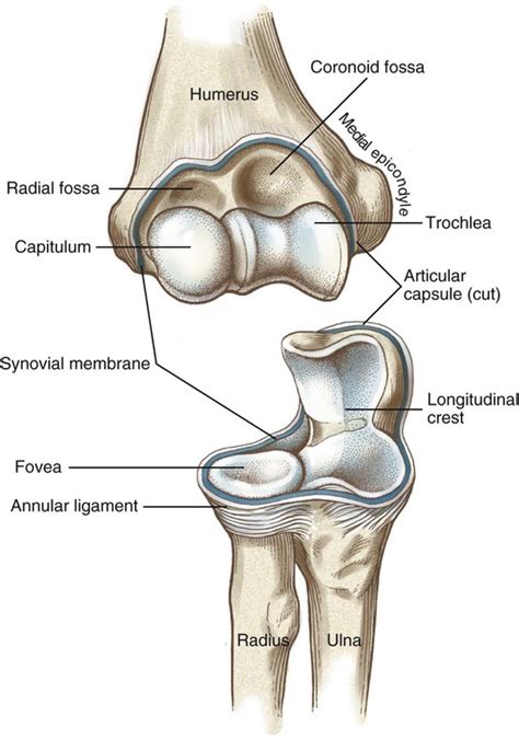 Structure and Function of the Elbow and Forearm Complex | Musculoskeletal Key