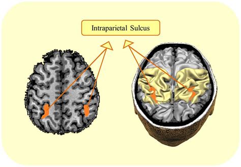 When Your Brain Cannot Do 2 + 2: A Case of Developmental Dyscalculia · Frontiers for Young Minds