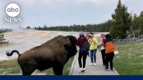 The near accident of a tourist with a Yellowstone bison caught on ...