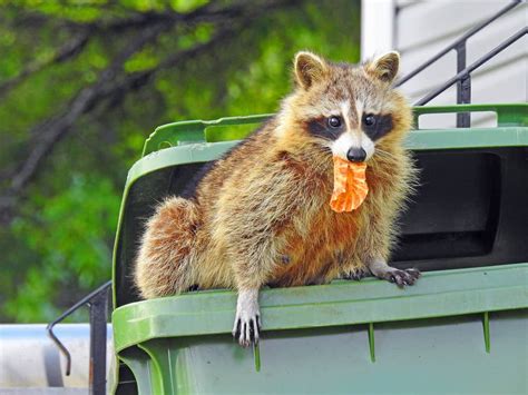 Raccoon Behavior: Understanding the Habits of Raccoons