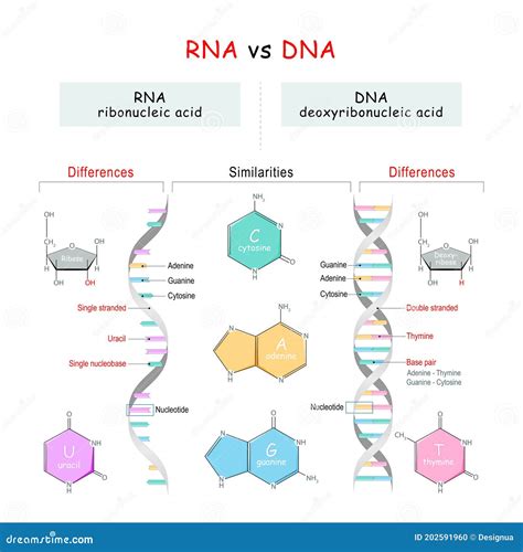 DNA Vs RNA Comparison. Similarities And Differences Vector Illustration | CartoonDealer.com ...