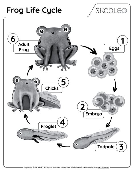 Frog Life Cycle - Free worksheet - SKOOLGO