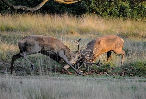 Red deer | European, Cervidae, Antlers | Britannica