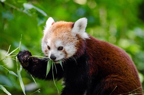 Nepal: 45 Red Pandas in Rara National Park