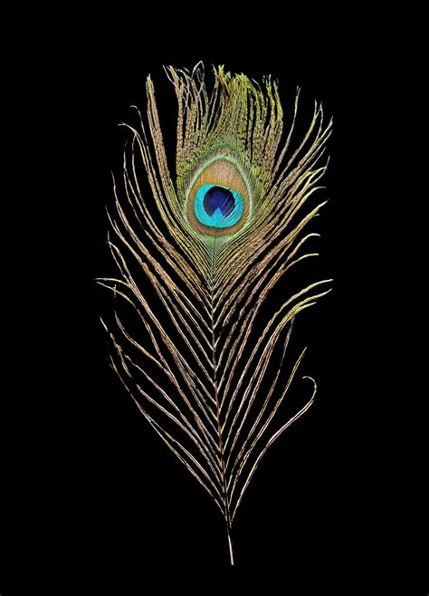 Peacock Feather - Art Lovers Australia