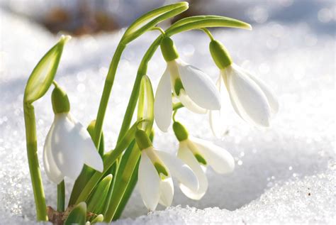 January Flower of the month — House by the side of the road