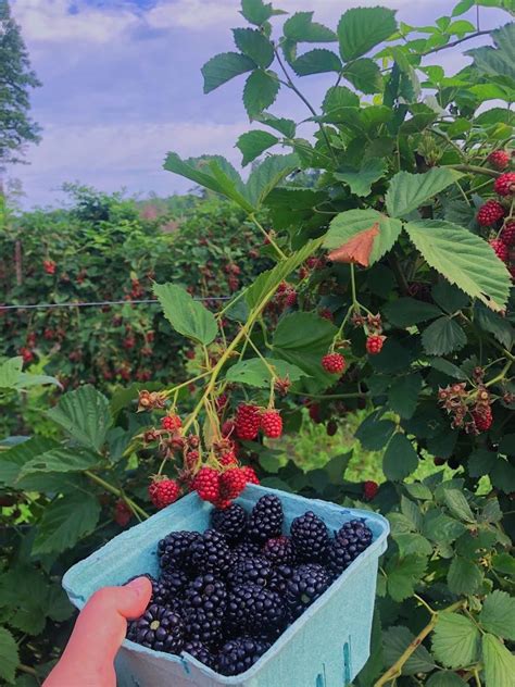 Berry picking – Artofit