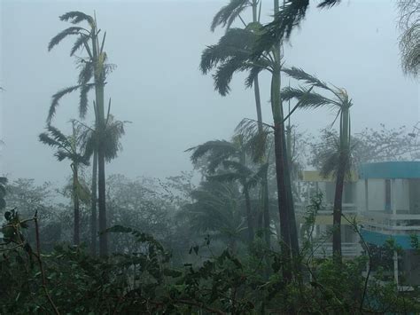 HD wallpaper: palm trees, Hurricane, Devastation, Destruction, natural ...