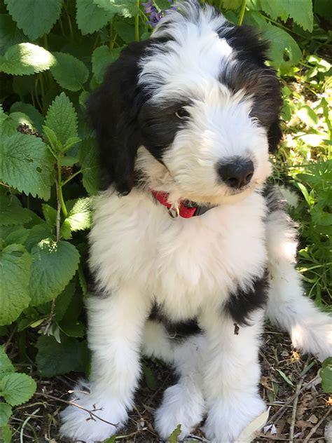 Dottie’s Sheepadoodles Sheepadoodle Puppy, Husky Puppy, Goldendoodle ...