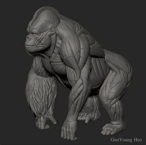 kunyoung heo - Gorilla Anatomy & 3D PRINT object