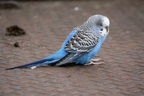 Parakeet blue Blue Budgie, Blue Parakeet, Budgie Parakeet, Budgies Bird ...