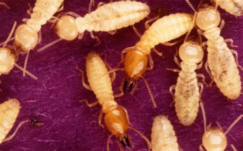 Termite 'Super-swarm' Invasion Feared in Florida | Earth And The Environment