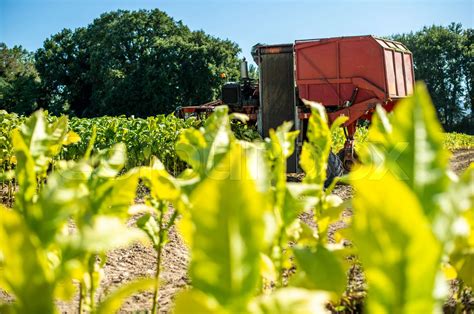 Harvesting tobacco leaves with harvester tractor | Stock image | Colourbox