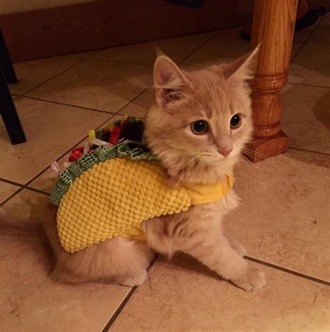 Taco cat is the cutest palindrome. : aww