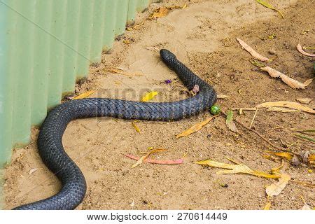 Tasmanian Tiger Snake Image & Photo (Free Trial) | Bigstock