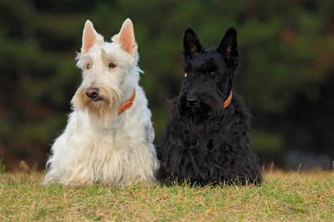 Schnauzer Vs Scottish Terrier: What's The Difference? - The Schnauzer Collective