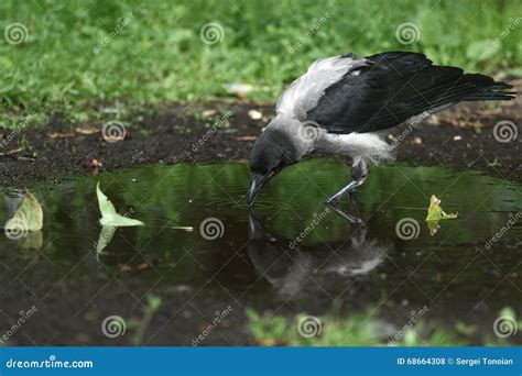 A Crow Drinking Water And Resting Royalty-Free Stock Photography | CartoonDealer.com #152128631