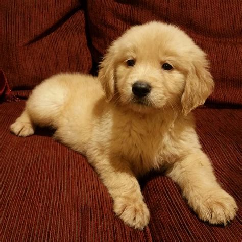 Golden Retriever Puppies For Sale | Pensacola, FL #164697
