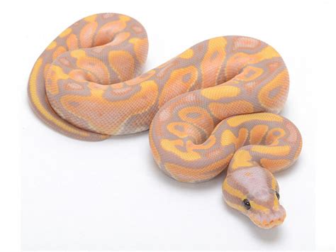 Banana Ktulu - Morph List - World of Ball Pythons Ball Python Care, Ball Python Morphs, Pretty ...