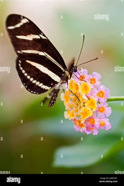 ZEBRA LONGWING BUTTERFLY Stock Photo - Alamy