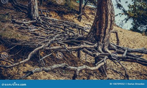 Long tree roots stock photo. Image of organic, forest - 158709552