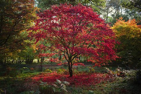 Autumn Reds at Winkworth Arboretum by FurLined on DeviantArt