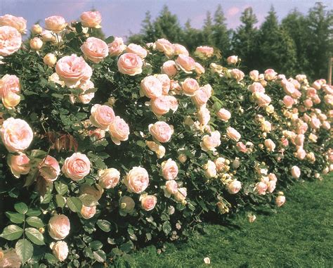 Climbing Eden - Witherspoon Rose Culture