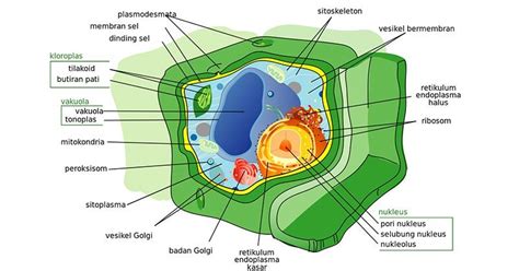 11 Struktur Sel Tumbuhan dan Fungsinya