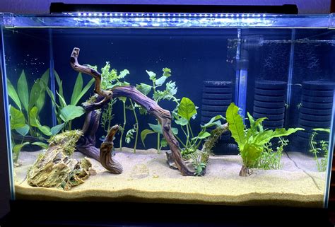 Added some more plants to the 10-gallon I’m cycling! Thoughts? : r ...