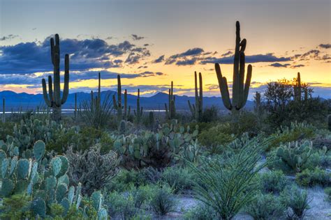 Sunset in Saguaro National Park near Tucson, Arizona. - Associated Retina Consultants ...