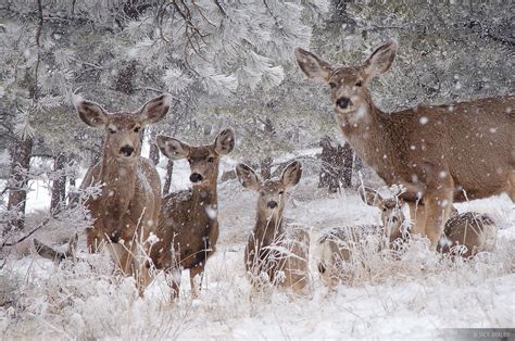 Snowy Deer | Front Range Foothills, Colorado | Mountain Photography by ...