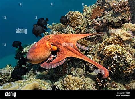 Common Octopus (Octopus vulgaris), at a coral reef, Red Sea, Egypt ...