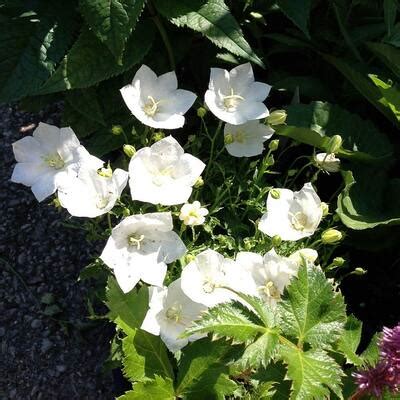 OnlinePlantCenter 1 gal. White Carpathian Bellflower Plant-C265G1 - The Home Depot