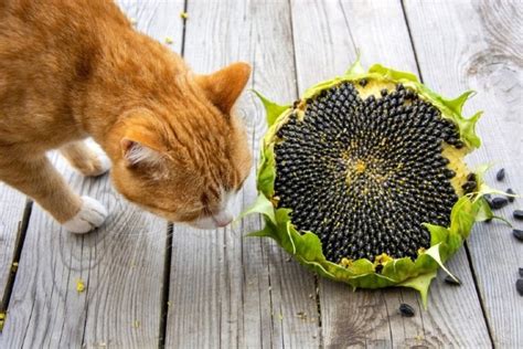 Are Sunflowers Toxic to Cats? What You Need to Know | Pet Keen