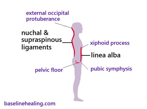 Body Alignment & Balance. Our Midline Anatomy & the Median Plane ...