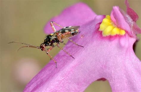 Bladderwort Care Tips: Everything You Should Know - hungryplant.com