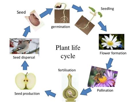 Plant life cycle