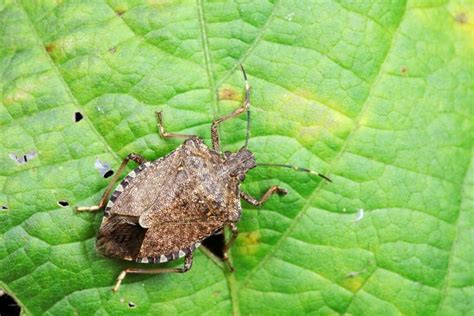 Hemiptera: características, hábitat, alimentación, ejemplos de especies