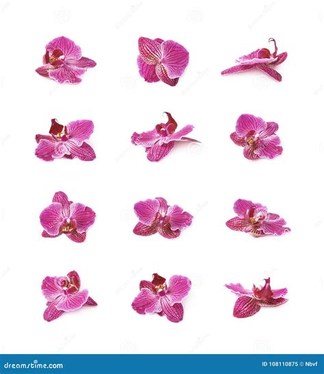 Single Orchid Flower Isolated Stock Image - Image of pink, botany: 108110875