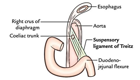 Easy Notes On 【Duodenum】Learn in Just 4 Minutes!