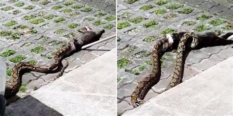 Python Seen Eating Cat At S'pore Carpark, Netizens Think Catchers Should've Let It Finish Meal