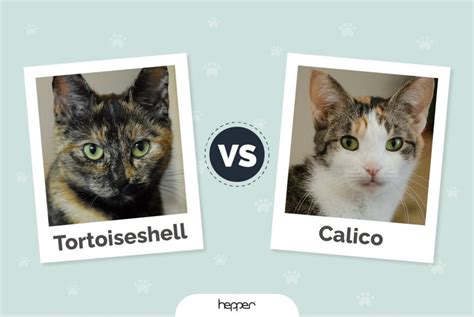 Tortoiseshell Cat vs Calico Cat: Coat Patterns Explained | Hepper