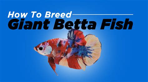 How To Breed Giant Betta Fish — JV Betta