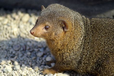 Mongooses enjoy lifelong benefits of 'silver spoon effect'