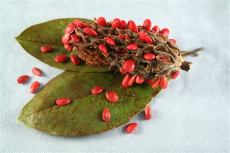 Magnolia Tree Seed Pod - Still Life -(6517) | Magnolia Tree … | Flickr