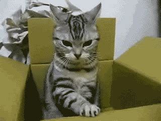 Funny Cat GIF - Find & Share on GIPHY