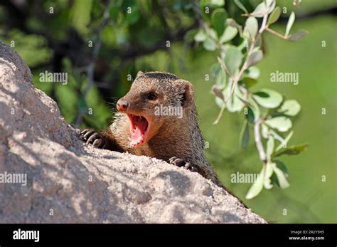 Zebra mongoose, banded mongooses (Mungos mungo), Predators, Mammals, Sneaky cats, Animals ...