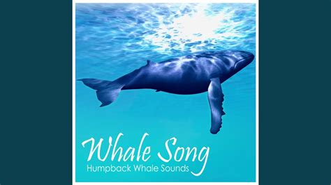 Humpback Whale Sounds - Whale Song